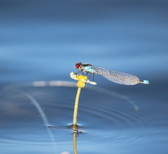 Erythromma najas humerale
