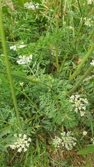 Daucus carota