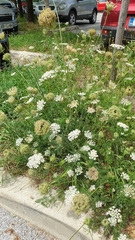 Daucus carota