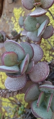 Crassula arborescens