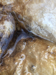 Amphipholis squamata