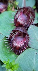 Corybas fimbriatus