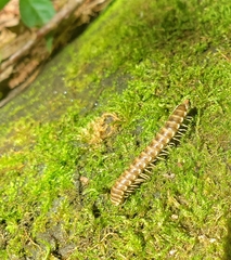 Arthrophaga myriapodina