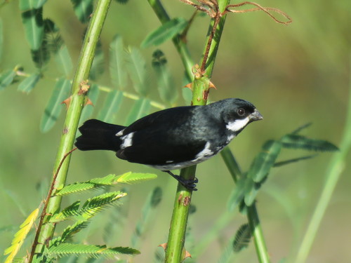 Lesson's Seedeater