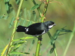Lesson's Seedeater photo 4