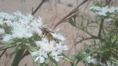 Philanthus triangulum