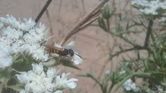 Philanthus triangulum