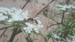 Philanthus triangulum