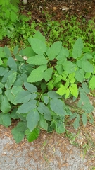 Aegopodium podagraria