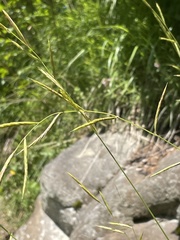 Brachypodium pinnatum