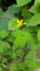 Chelidonium majus