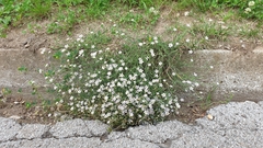 Petrorhagia saxifraga