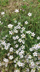 Petrorhagia saxifraga