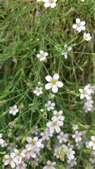 Petrorhagia saxifraga