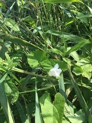 Calystegia sepium