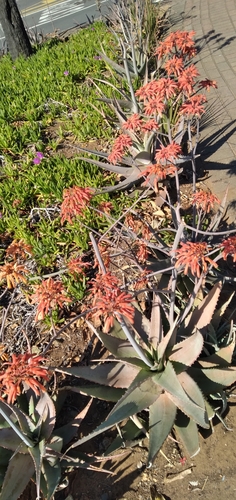 Image of Chabaud's aloe by (c) Rosemary Harrison, some rights reserved (CC BY-SA)