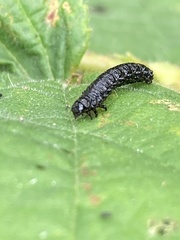 Agelastica alni