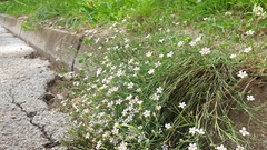 Petrorhagia saxifraga