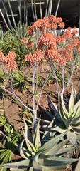 Aloe chabaudii