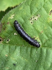 Agelastica alni