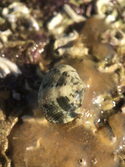 Ruditapes philippinarum