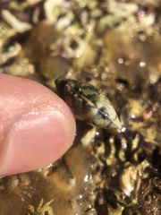 Ruditapes philippinarum