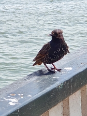 Sturnus vulgaris