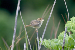 Cisticola lais