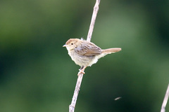 Cisticola lais