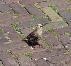 Sturnus vulgaris