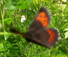 Erebia euryale