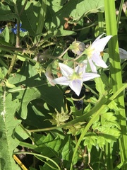 Bombus pensylvanicus