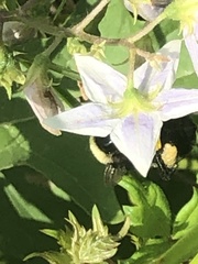 Bombus pensylvanicus