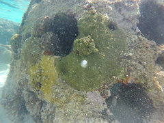 Pseudodiploria clivosa