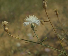 Centaurea odessana