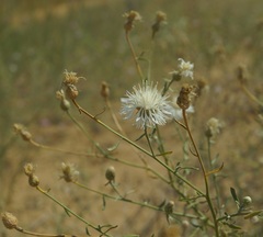 Centaurea odessana