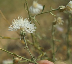 Centaurea odessana