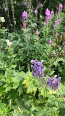 Aconitum lycoctonum