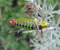 Poecilimon thoracicus