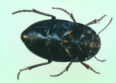 Zophosis punctata