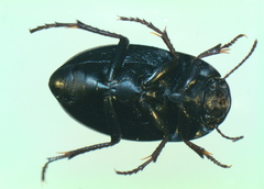 Zophosis punctata