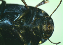 Zophosis punctata
