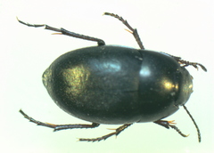 Zophosis punctata