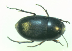 Zophosis punctata