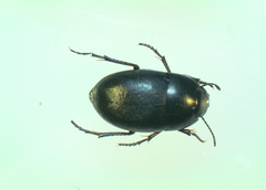 Zophosis punctata