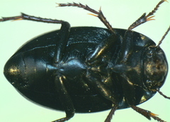 Zophosis punctata
