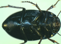 Zophosis punctata