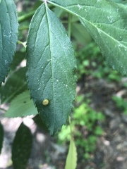 Puccinia sambuci
