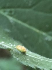Puccinia sambuci
