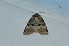 Mesoligia literosa
